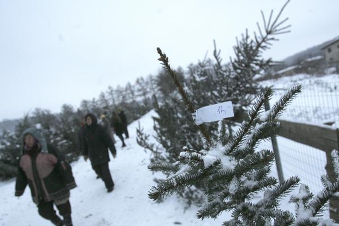 Pasiruošimas šventėms: jau įsibėgėja prekyba eglutėmis 