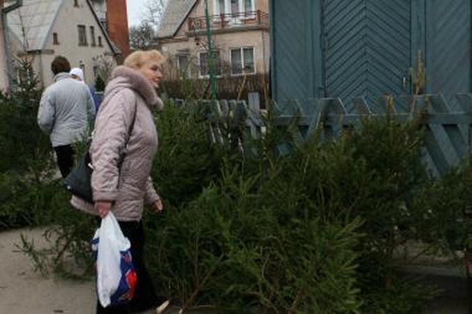 Prekyba kalėdinėmis eglutėmis jau prasidėjo
