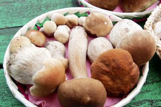 Grybai iš miško - už delikatesų kainą