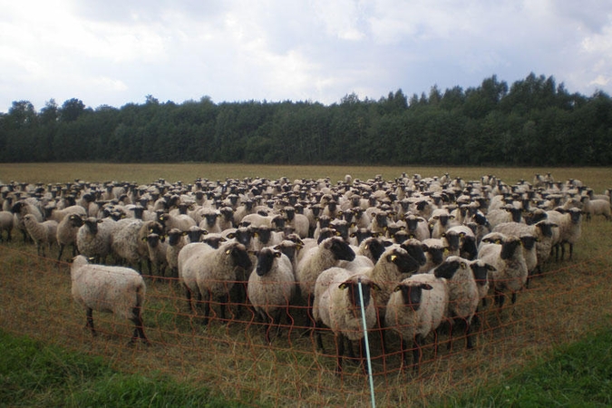 Nykstančios gyvulių rūšys populiarinamos pasitelkus paramą 
