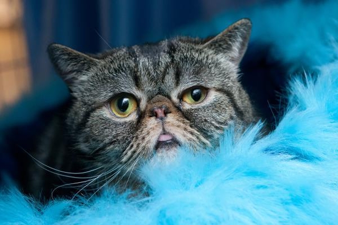 Lenkijoje sugriežtintas naminių gyvūnų apsaugos įstatymas