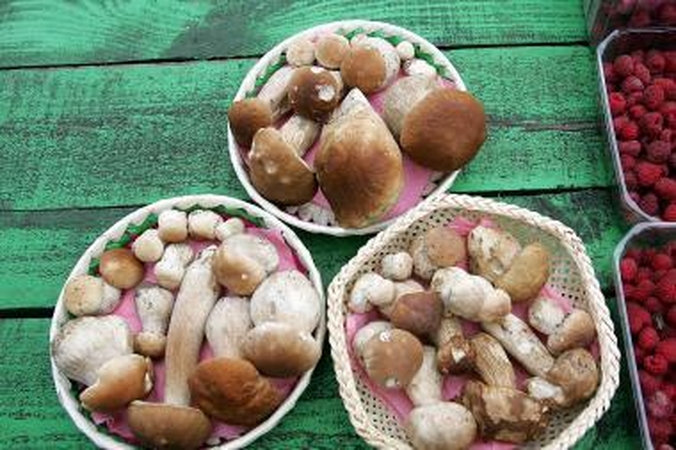 Latviški grybai keliauja į Lietuvą