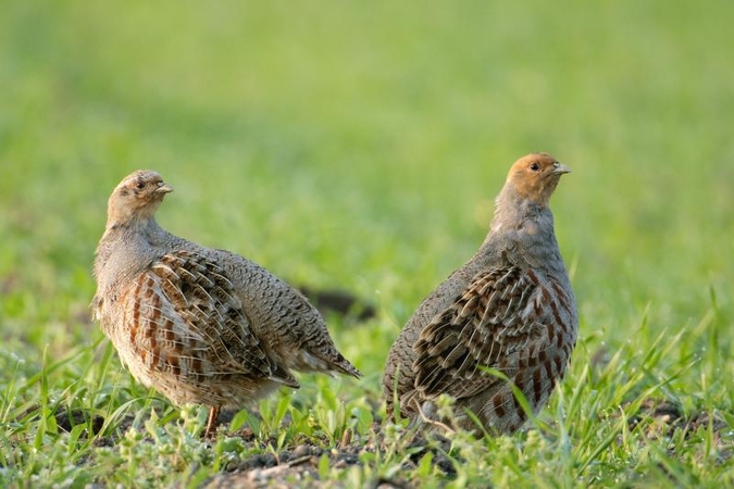 Lietuvoje neribotam laikui uždrausta kurapkų medžioklė