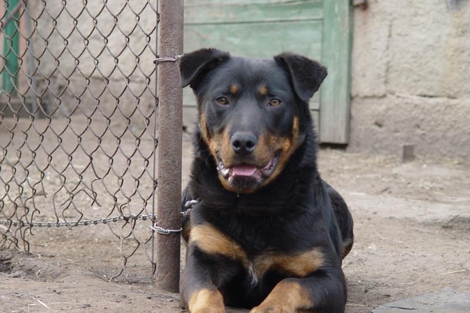 Klaipėdos rajone sodininkai susimušė dėl šunų