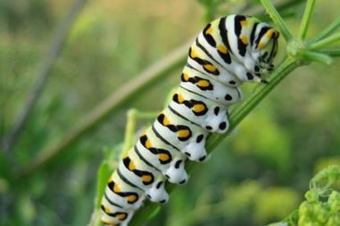 Galvotrūkčiais spriegiantis robo-vikšras