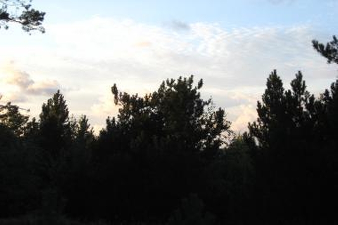 Miškų savininkams - mažiau veiklos apribojimų