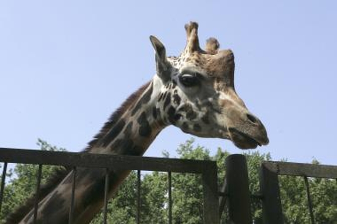 Zoologijos sodas kviečia kauniečius į talką