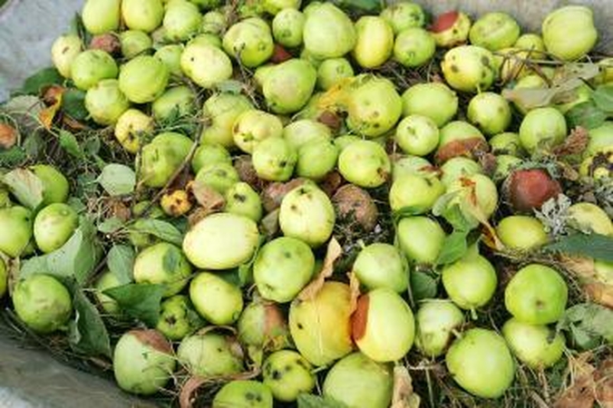 Vilniečių soduose – ekologiškos idėjos