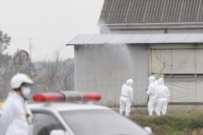 Paukščių gripo grėsmė išlieka