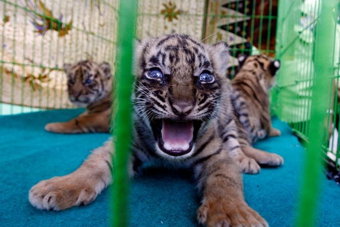 Pasaulį išvydo dar trys Sumatros tigriukai (foto)