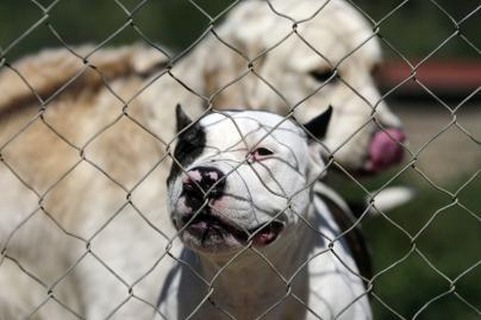 Galbūt atpigs kačių ir šunų laikymas