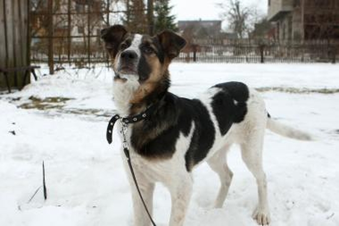 Dramos teatro šuniui išrinktas Dramsiaus vardas