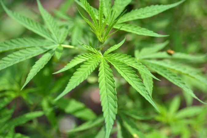 Širvintų rajone rastas kanapių    laukas   