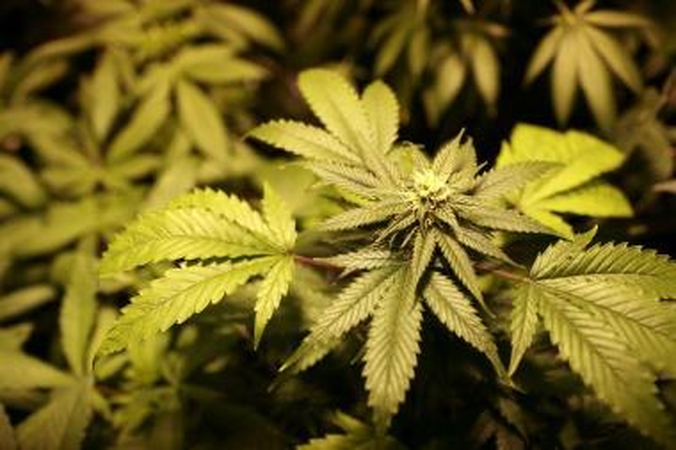 JAV rastos kanapių plantacijos, vertinamos 1,7 mlrd. dolerių