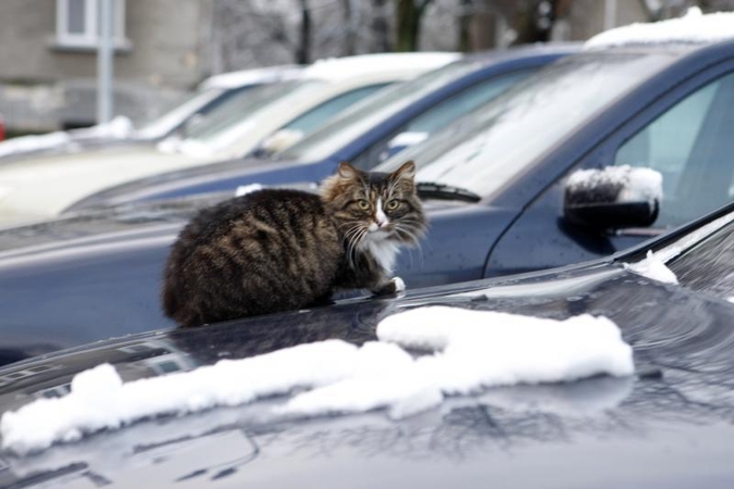 Lietuvoje prasideda žiema: numatomas sniegas ir plikledis