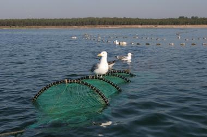 Aptiko 150 metrų ilgio užmestą tinklą