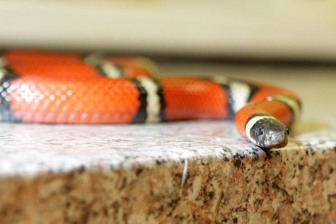 Indijos mokesčių inspekcijoje kerėtojas paleido dešimtis gyvačių