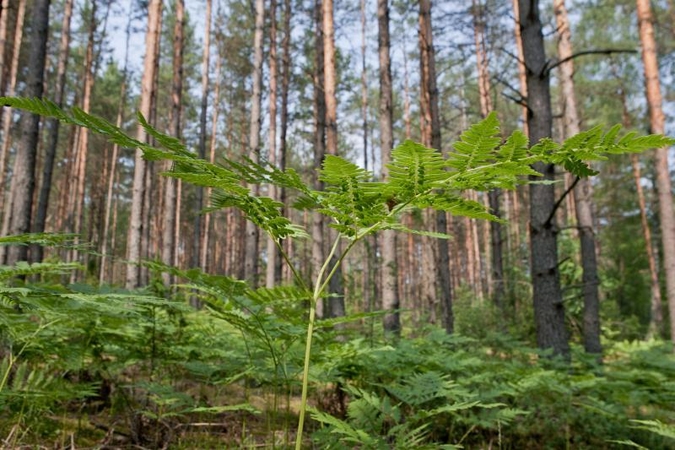 Miškuose sausa, gali kilti gaisrų