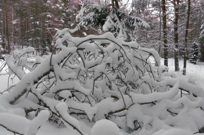 Gismeteo.ru: ketvirtadienį Vilnių užklups pūga