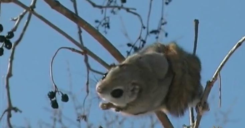 Voverės skraiduolės – mieliausi gyvūnai pasaulyje?