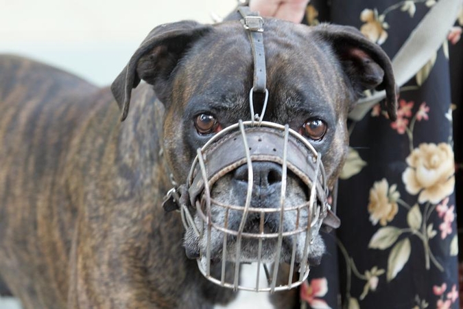 Aštuonmetį berniuką Kaune apkandžiojo šuo