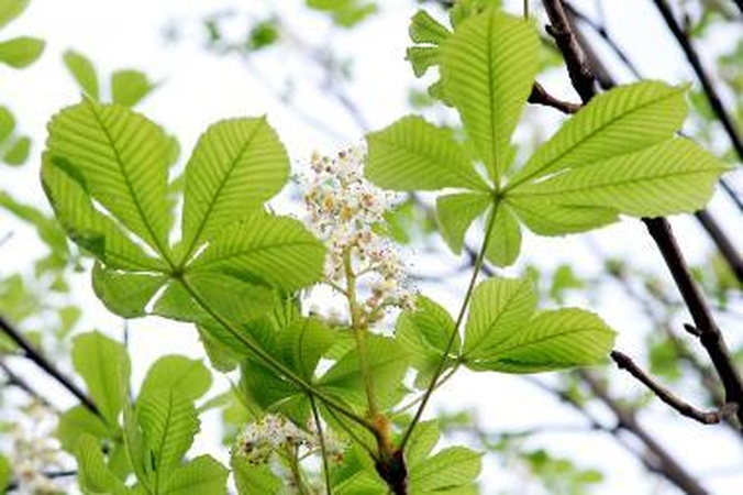 Šv.Jurgis, atrakinantis žemę ir žmonių sielas