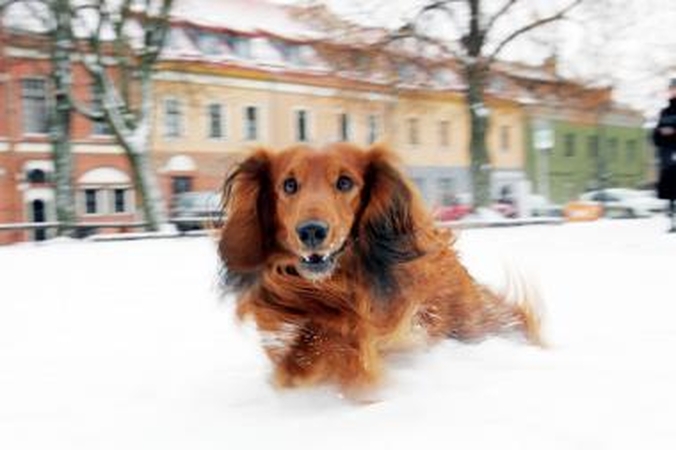Teismas neleido matytis su šunimi