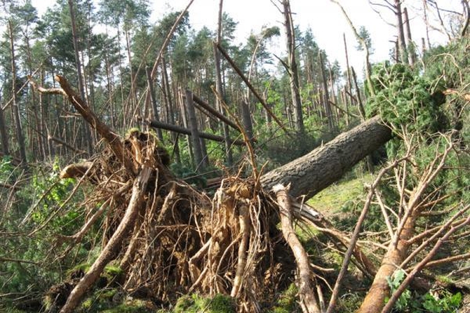 Dzūkijoje savaitgalį leidę vilniečiai per plauką išvengė mirties