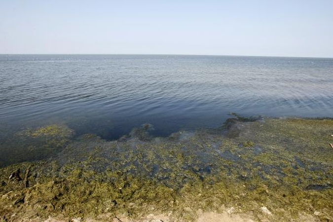 Senieji jūros dumbliai – dabartinių augalų protėviai
