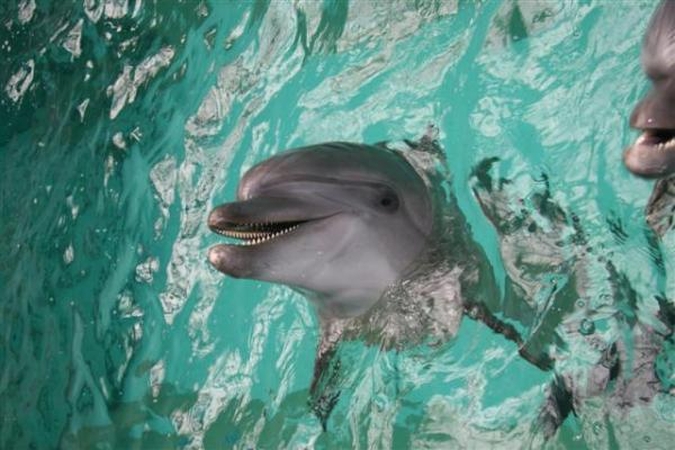 Kauniečiai nenori įsileisti Jūrų muziejaus delfinų