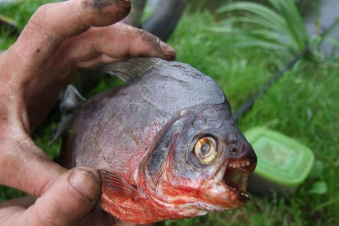 Meškeriotojas Nemune pagavo amazoninę piraniją