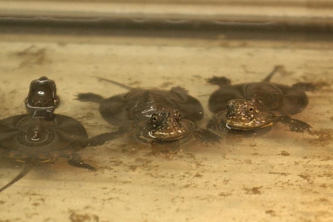 Zoologijos sode baliniai vėžliukai kabinasi į gyvenimą