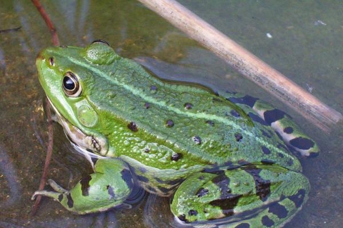 Nauja varlių rūšis aptikta triukšmingame Niujorke