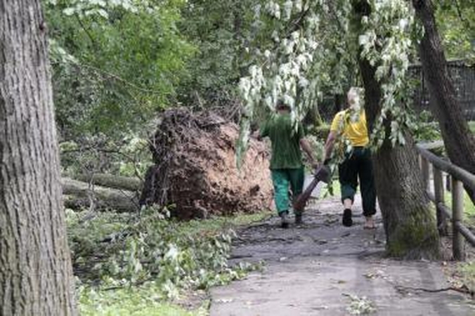 Valstybinės reikšmės miškuose medžių tvarkyti negalima