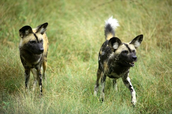 JAV zoologijos sode laukiniai šunys sudraskė dvejų metų berniuką