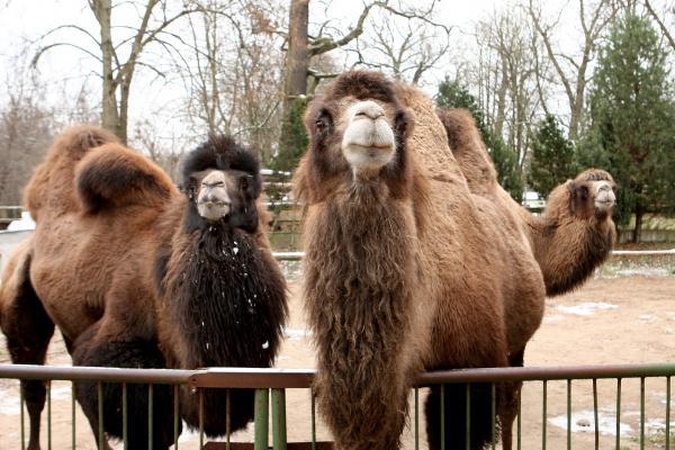 Zoologijos sodas atidaro sezoną