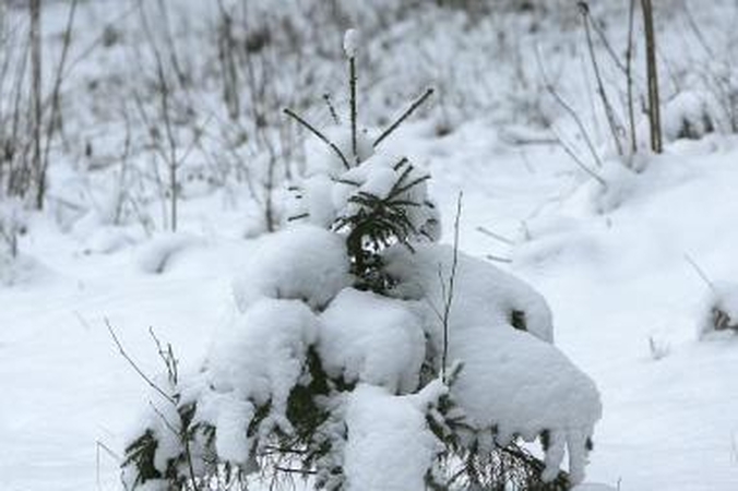 Sinoptikai: kritulių kiekis Klaipėdoje - prie kritinės ribos