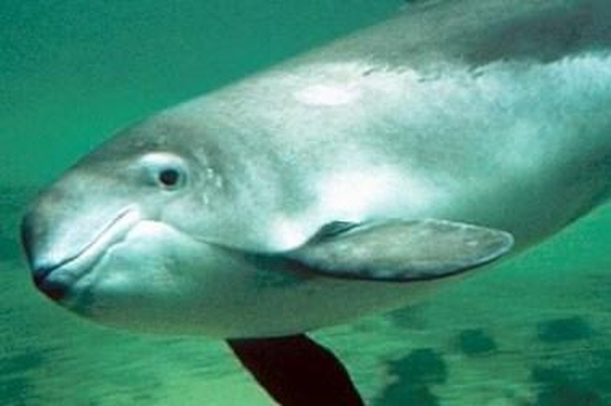 Naujojoje Zelandijoje žuvo beveik 60 ant kranto užplaukusių delfinų