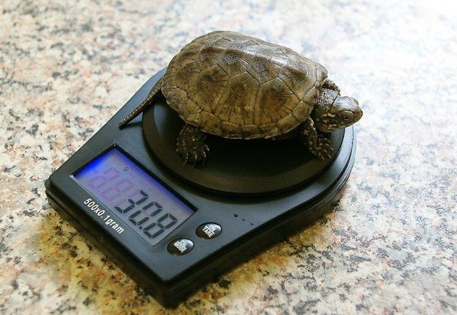 Lietuvoje per porą metų išgelbėta 100 balinių vėžlių jauniklių