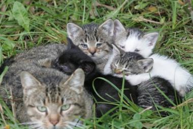 Niujorke sutuokti du tos pačios lyties katinai