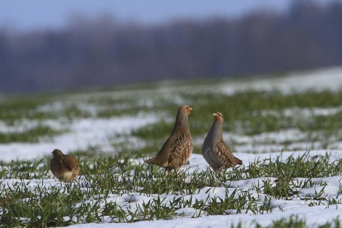 S. Paltanavičius. Kurapkų pulkeliai – dar retesni