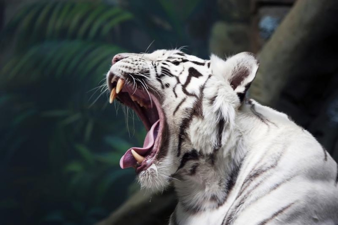 Zoologijos sode iš aptvaro pabėgęs baltasis tigras užpuolė du žmones