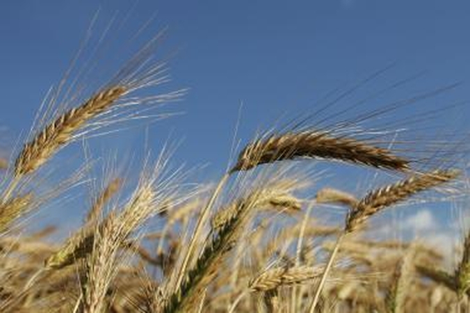 Žemdirbiai grūdus vėl parduoda pagal išankstines sutartis 