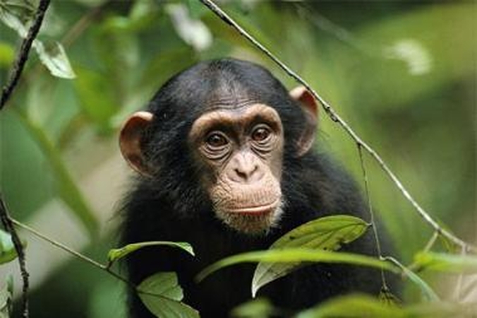 Zoologijos sode homoseksualiai nusiteikusios beždžionės apstulbino kaunietę