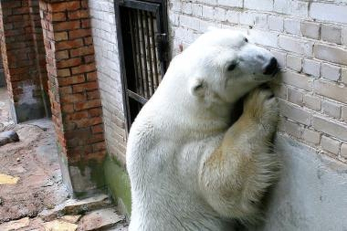 „Meškomanija“ kviečia aukoti zoologijos sodo baltajam lokiui