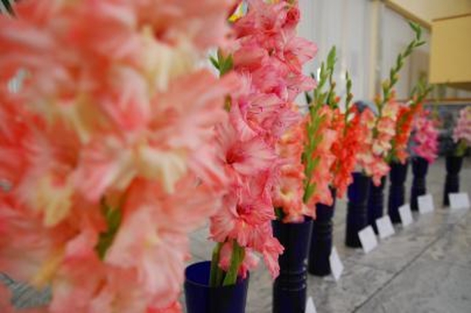 Naujos gėlių veislės subūrė ir politikus