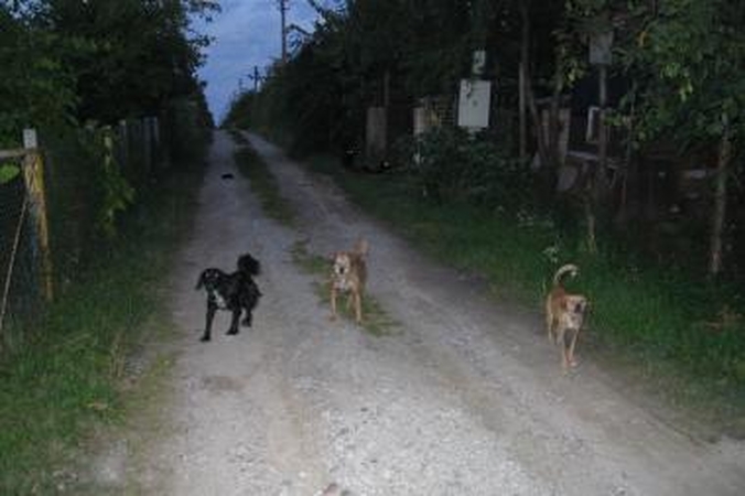 Dituvos gyventojus terorizuoja šunys