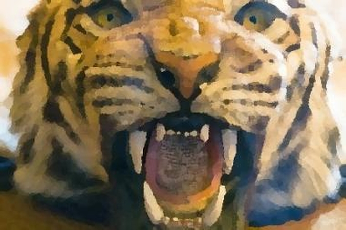 Zoologijos sode baltasis tigras sudraskė prižiūrėtoją