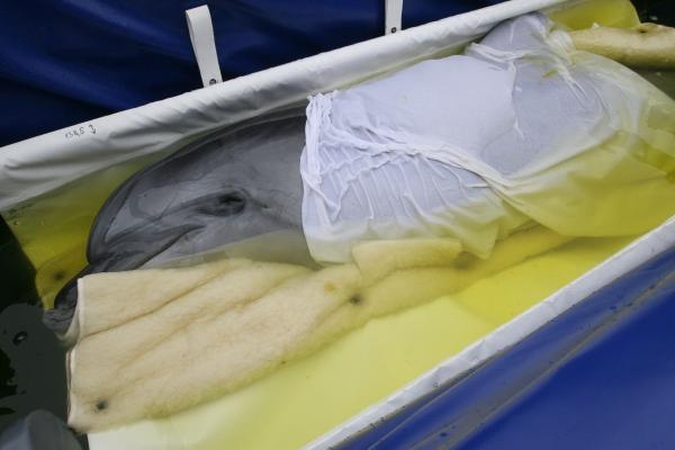 Ruošiamasi delfinų skrydžiui į Graikiją