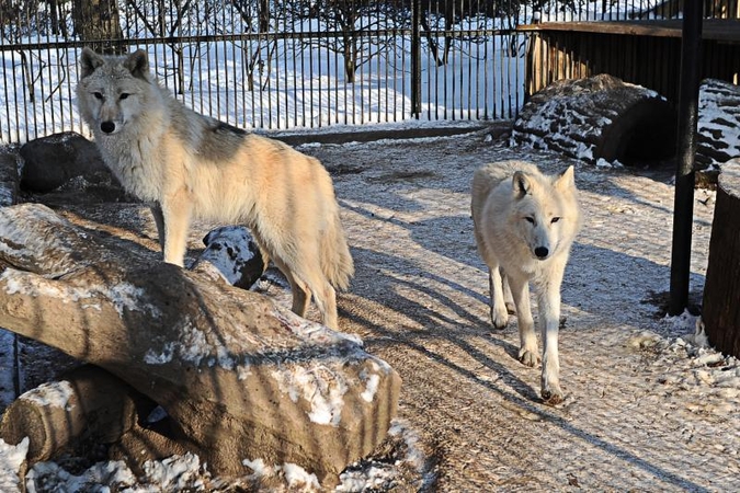 Per šalčius zoologijos sodo gyventojai dietos nesilaiko 